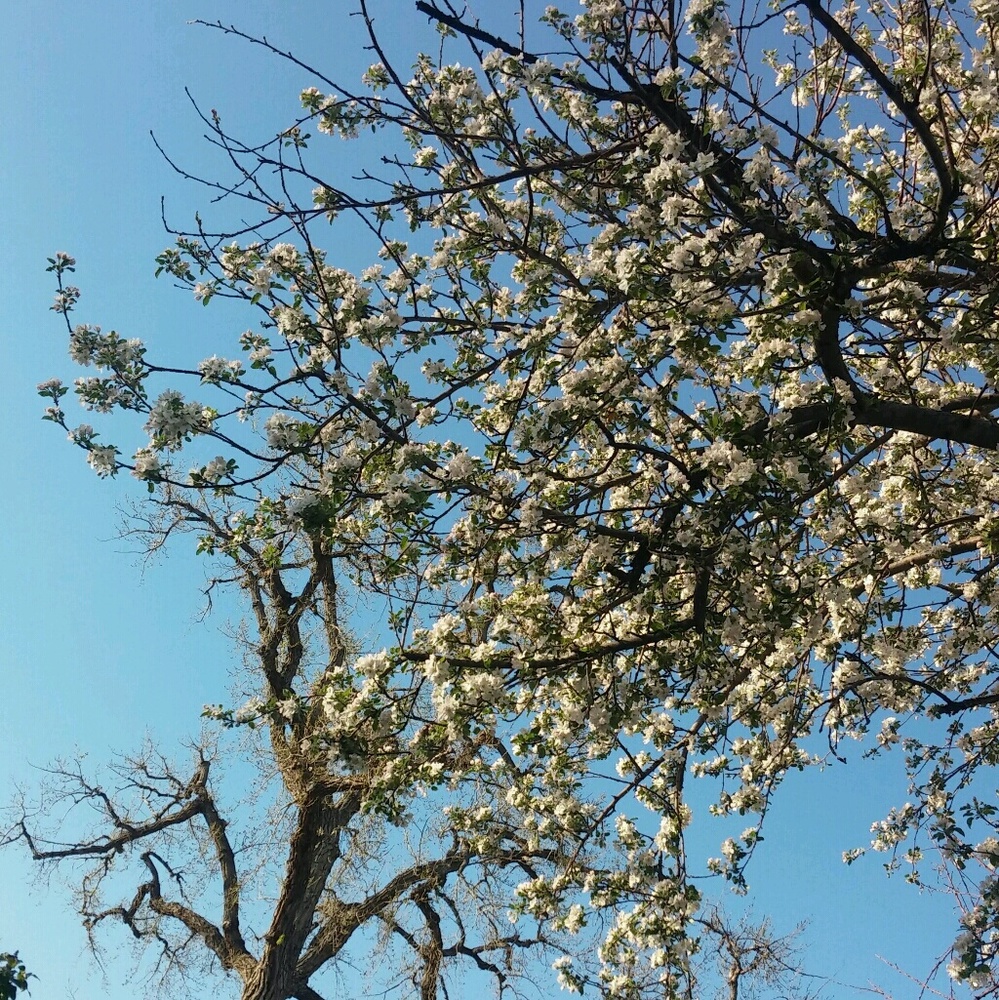 Meet your Posher, Monique